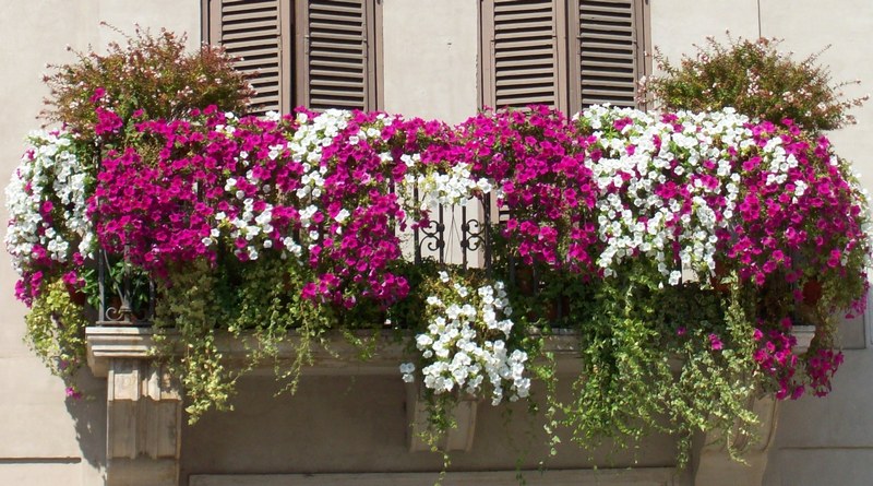 Balcone-Fiorito