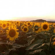 Le Quercigliole su un mare di girasoli - Pina Bozzuto